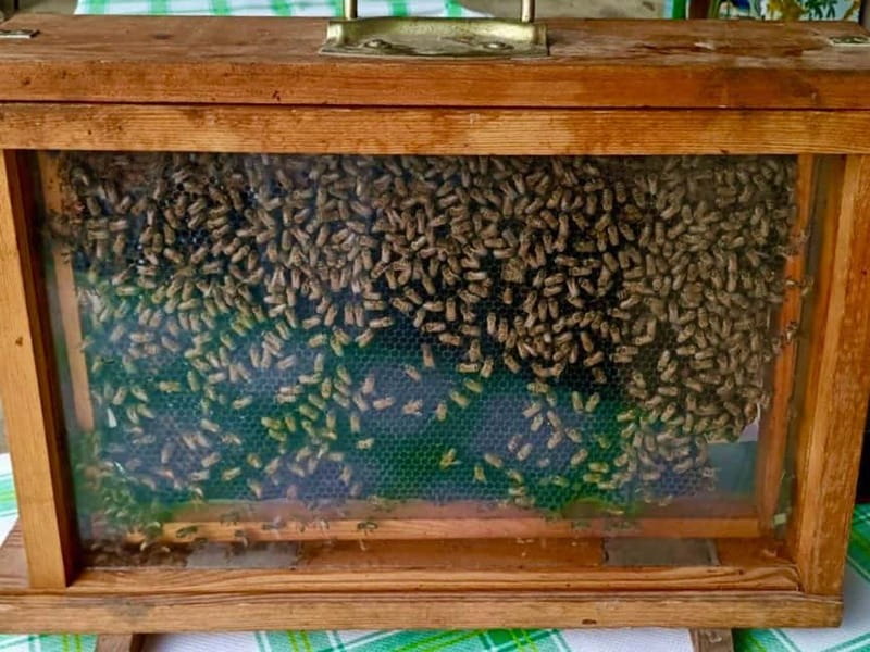 Monferrato: Honey and Mead Tasting Experience - Key Points