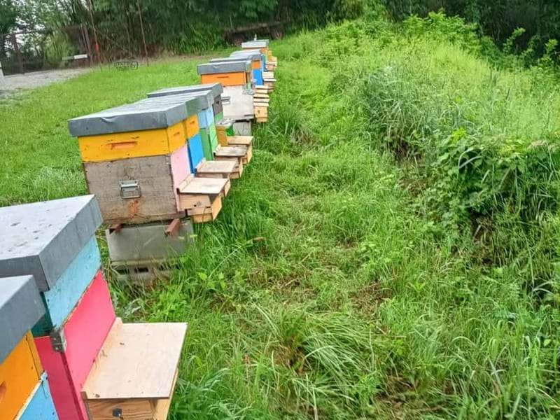 Monferrato: Honey and Mead Tasting Experience - Accessibility and Practical Tips