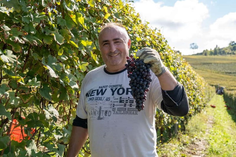 Monforte d'Alba: 7 glasses of Langhe with visit to Winery and Vineyards - Exploring the Organic Vineyards of Podere Gagliassi