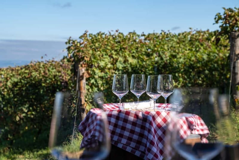 Monforte d'Alba: 7 glasses of Langhe with visit to Winery and Vineyards - Practical Details and Accessibility