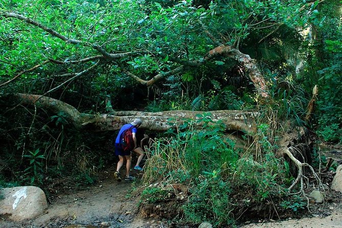Monkey Mountain Jungle Hike Adventure - Physical Requirements and Accessibility Aspects
