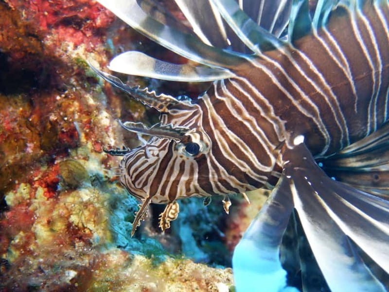 Mononaftis: Certified Scuba Diving - Explore the Underwater World of Mononaftis Bay with Certified Scuba Diving