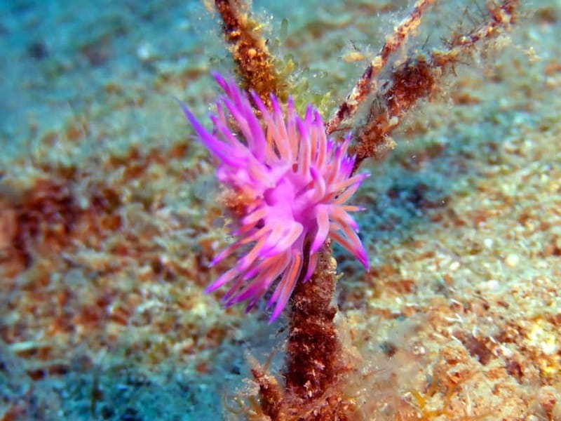 Mononaftis: Certified Scuba Diving - The Safety and Comfort of Mononaftis Bay’s Calm Waters