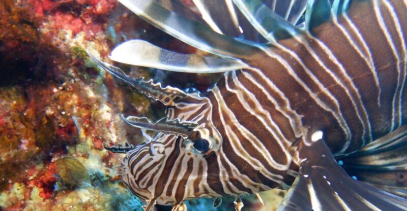 Mononaftis: Certified Scuba Diving - What’s Included in Your Mononaftis Dive