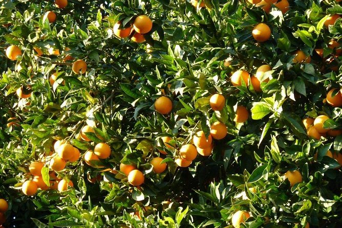 Monster Green Canyon Safari with Lunch - The Majestic Green Canyon and Surrounding Taurus Mountains