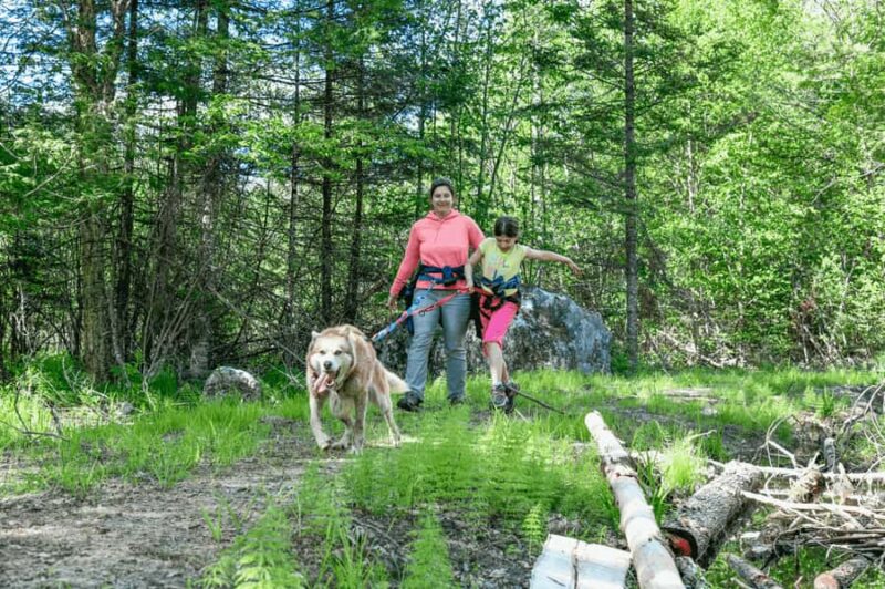 Mont-Tremblant: Sled Dog Hiking Experience - Key Points