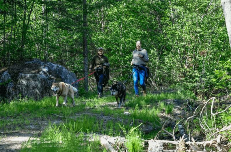 Mont-Tremblant: Sled Dog Hiking Experience - What To Expect During the Sled Dog Hike