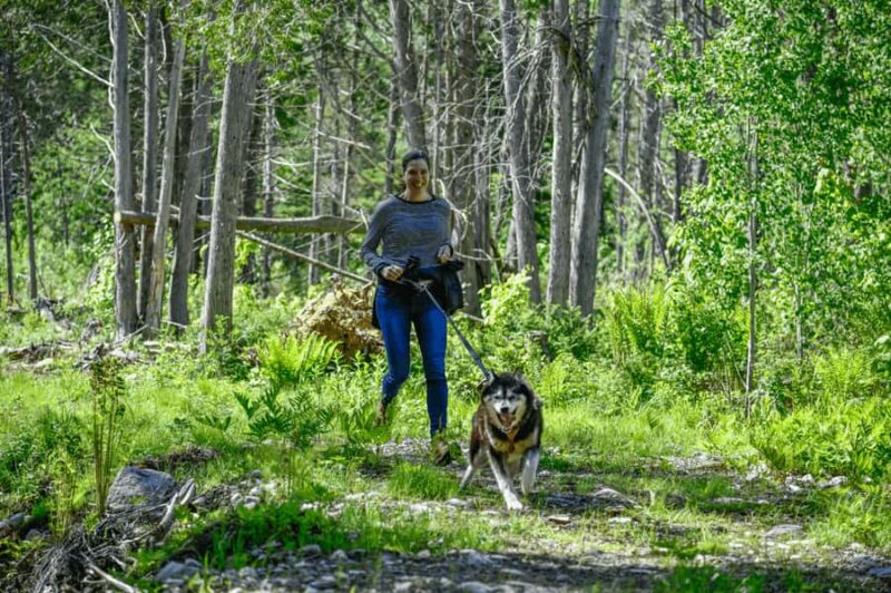 Mont-Tremblant: Sled Dog Hiking Experience - How the Guide Leads the Private Adventure