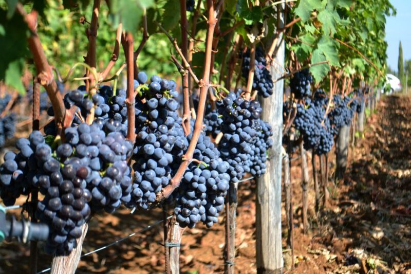 Montalcino: Small-Group Brunello Wine Tour from Florence - Authentic Italian Lunch in Montalcino