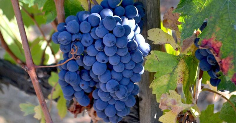 Montalcino: Small-Group Brunello Wine Tour from Florence - Insights from Reviews: Expertise and Value