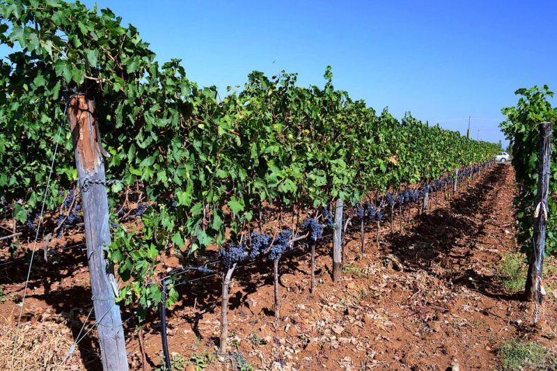 Montalcino: Small-Group Brunello Wine Tour from Florence - Who Should Book This Montalcino Wine Tour