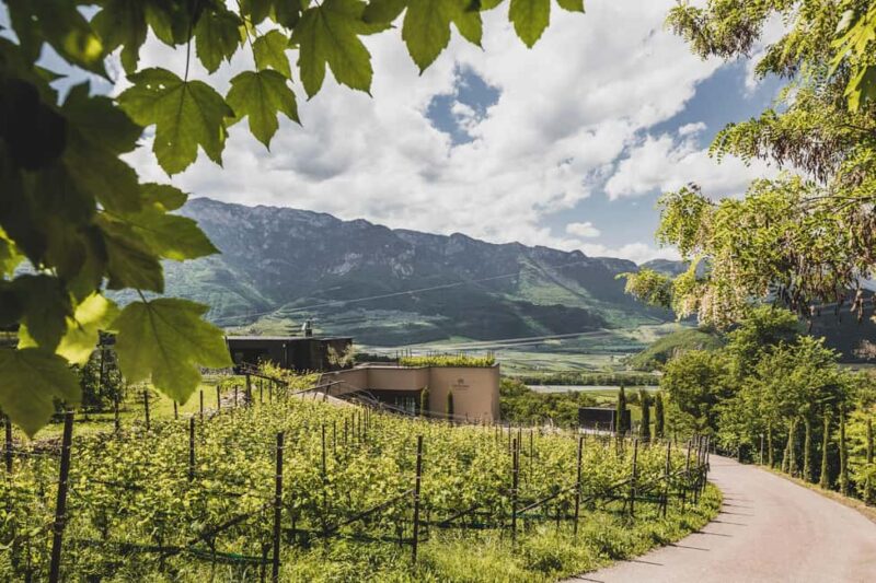 Montan: Cellar tour and wine tasting, Pfitscher - What Makes This Tour Stand Out: Authenticity and Views