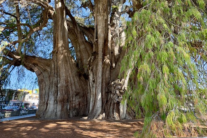 Monte Alban Mitla and More Tour of Oaxaca - Comfortable Transport and Practical Details