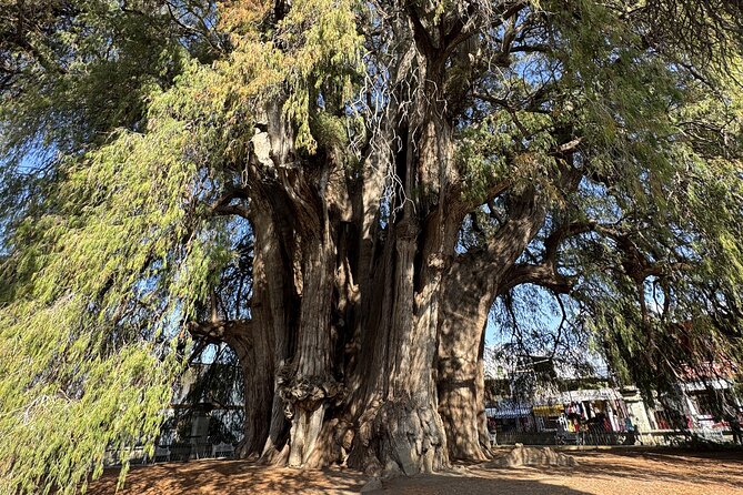 Monte Alban Mitla and More Tour of Oaxaca - Who Will Love This Tour?