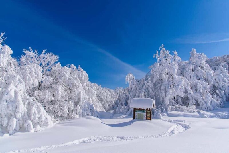 Monte Falco: Snowshoeing in the Casentino Forests Park - Key Points