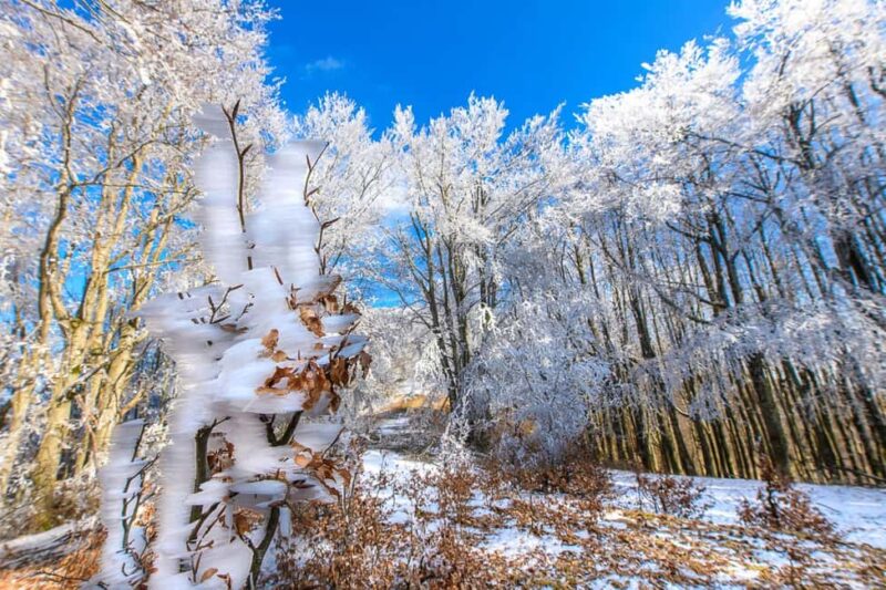 Monte Falco: Snowshoeing in the Casentino Forests Park - Who Should Consider This Tour
