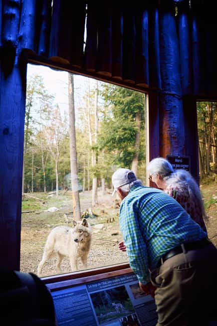 Montebello, QC: Parc Omega Wolves Experience with Cocktail & Guide - A Unique Evening with Wolves at Parc Omega in Quebec