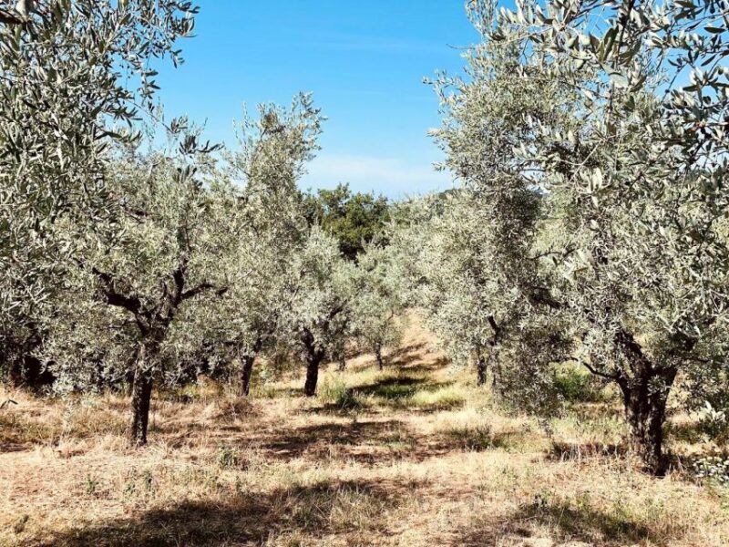 Montecatini Terme: Olive Grove Tour with Oil Tasting - The Olive Grove Experience: Fields, Equipment, and Cellar