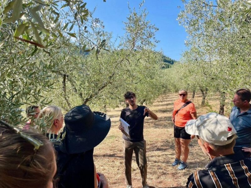 Montecatini Terme: Olive Grove Tour with Oil Tasting - The Viewpoints and Surrounding Landscape of Montecatini Terme