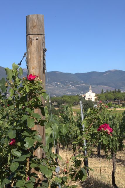 Montefalco: Winery and Vineyard Tour and Private Tasting - Sampling Three Signature Montefalco Wines
