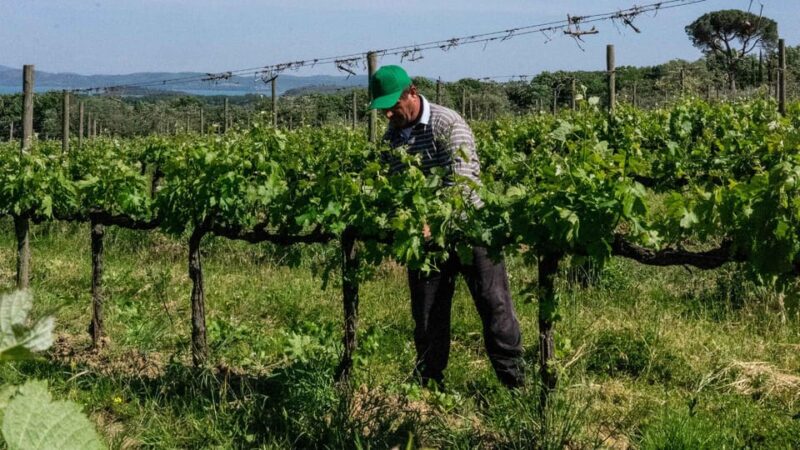 MONTEMELINO RARE WINES SELECTION - Key Points