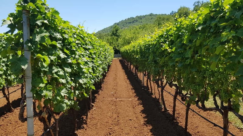 Montenegro: Nature, Locals & Wine Tour - Key Points