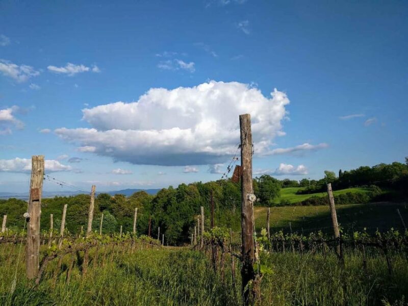 Montepulciano: Artisan Heroic Wine Tasting at the Terrace - Tasting 3 Natural Cru Wines with Panoramic Terrace Views