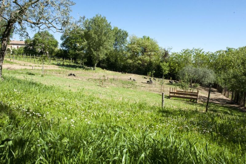 Montepulciano: Cinta Senese Tour With Food Tasting - Key Points