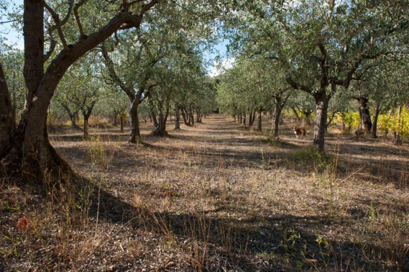 Montepulciano: Cinta Senese Tour With Food Tasting - Why This Tour Stands Out in Montepulciano