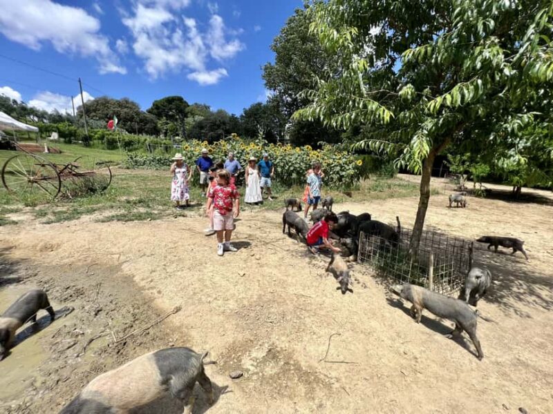 Montepulciano: Pig Farm Tour with Traditional Lunch - Discover the Pig Farm Near Montepulciano