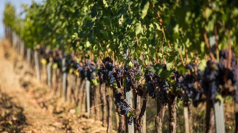 Montepulciano: Wine Tasting with typical Tuscan Cold Cuts - The Guide’s Approach: Friendly and Informative