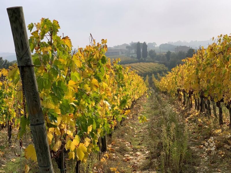 Montepulciano: Wine Tour and tasting - Exploring the Vineyards of Valdichiana