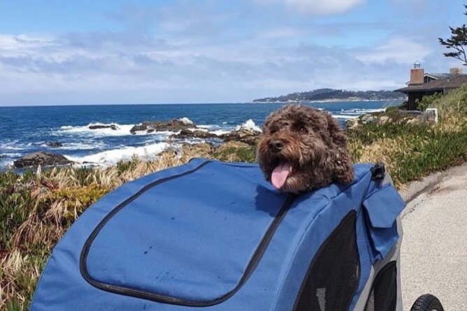 Monterey 17-Mile Drive Electric Bike Guided Tour - The Highlights of the Tour Experience