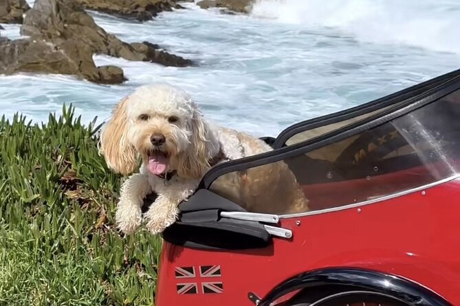 Monterey Bay Famous Dog Friendly Electric Bike and Sidecar Tour - Visiting Carmel River State Beach and Clint Eastwood’s Mission Ranch
