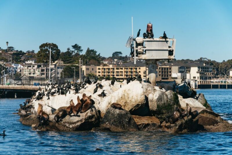 Monterey Bay: Whale Watching Tour - Discover Monterey Bays Premier Whale Watching Experience for $75