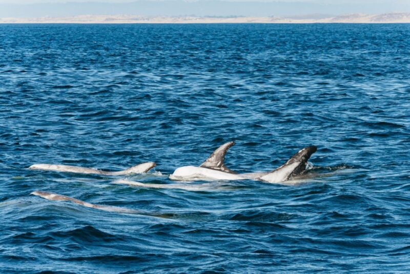 Monterey Bay: Whale Watching Tour - Exploring Monterey Bay National Marine Sanctuary