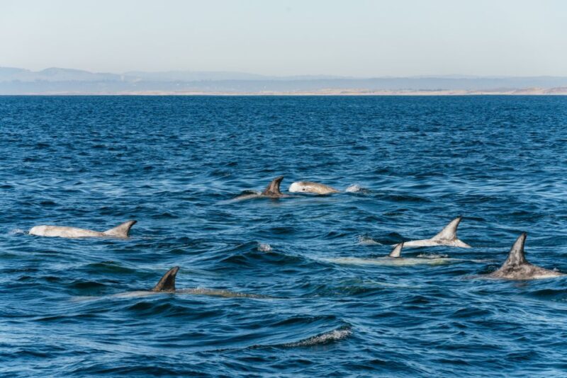 Monterey Bay: Whale Watching Tour - What Sets This Tour Apart from Others