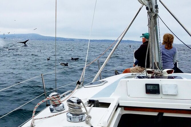 Monterey Private 3 - 4 Hour Whale Watching Cruise - The Small Boat Advantage for Marine Wildlife Viewing