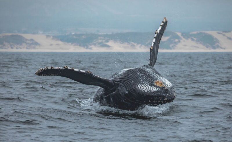 Monterey: Sunset Whale Watching Cruise with A Guide - Key Points