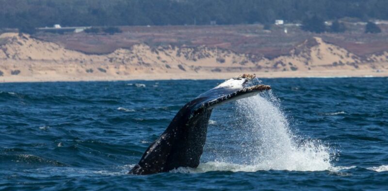 Monterey: Sunset Whale Watching Cruise with A Guide - Marine Wildlife Encounters and Sightings