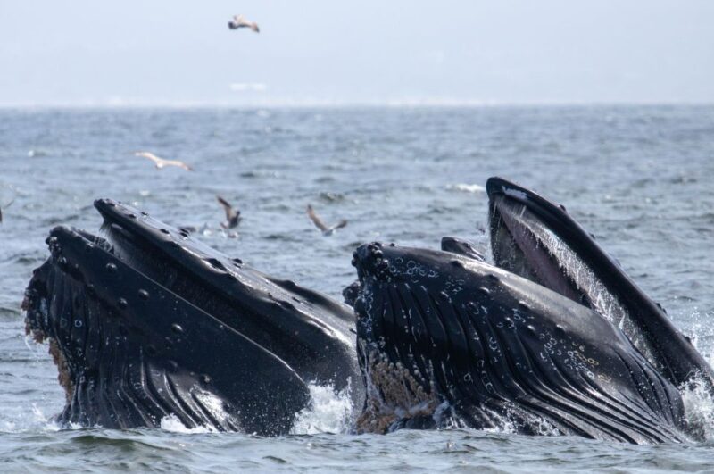 Monterey: Sunset Whale Watching Cruise with A Guide - The Sunset Over Monterey Bay