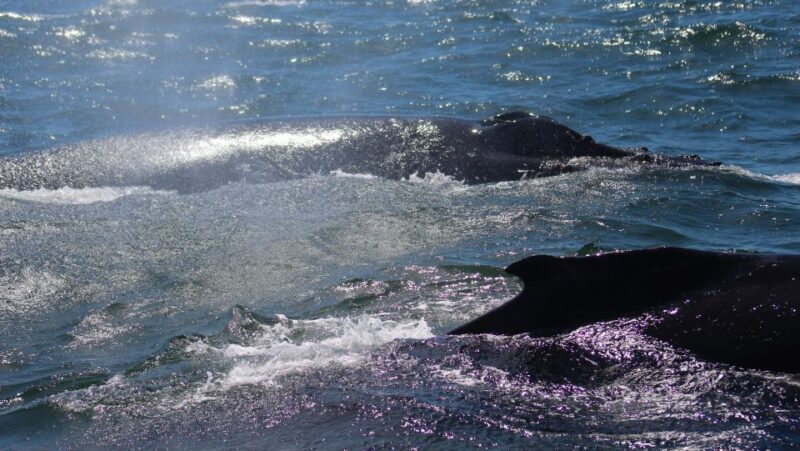Monterey: Sunset Whale Watching Cruise with A Guide - Limitations and Considerations