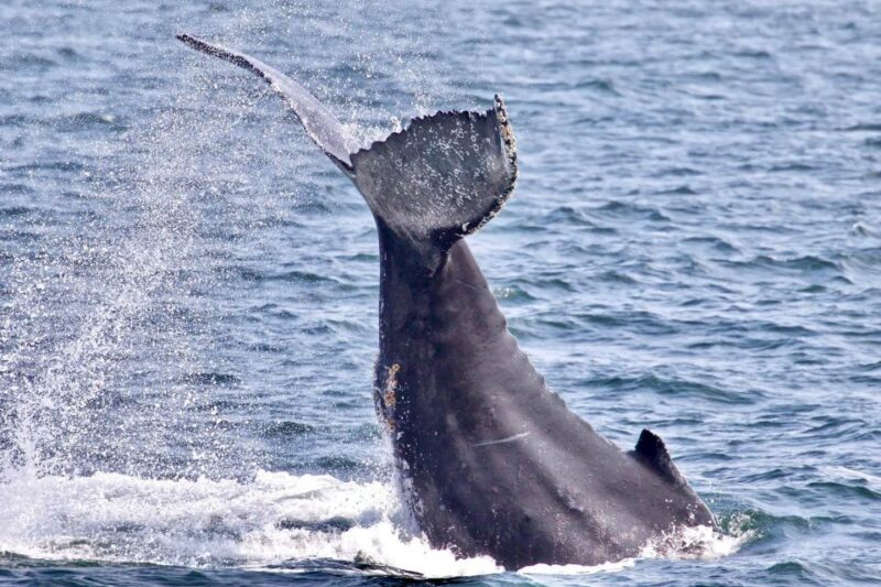 Monterey: Whale Watching Cruise - Discover Montereys Best Whale-Watching Experience for $72