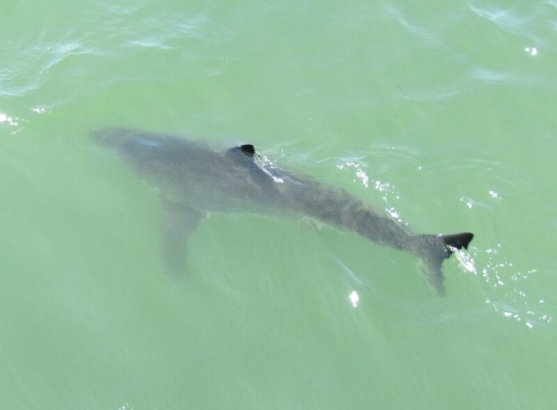 Monterey: Whale Watching Cruise - The Unique Features of the Monterey Bay Marine Environment