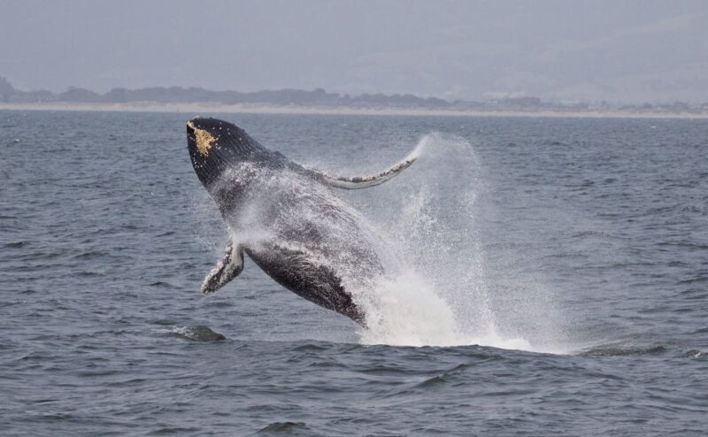 Monterey: Whale Watching Cruise - Why This Whale Watching Tour Stands Out