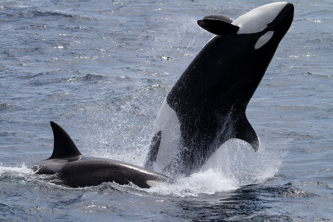 Monterey Whale Watching Tour - Practical Tips: Dress Warm and Prepare for Wind