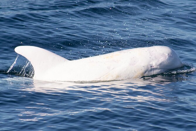Monterey Whale Watching Tour - Final Thoughts on the Monterey Whale Watching Experience