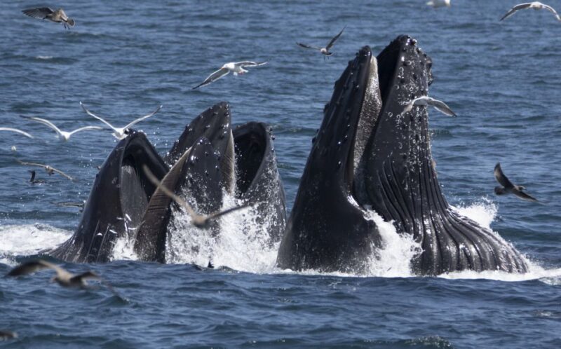 Monterey: Whale Watching Tour with A Marine Guide - Discover the Monterey Whale Watching Tour with Marine Guides for $70