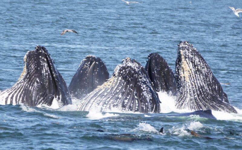 Monterey: Whale Watching Tour with A Marine Guide - Key Points