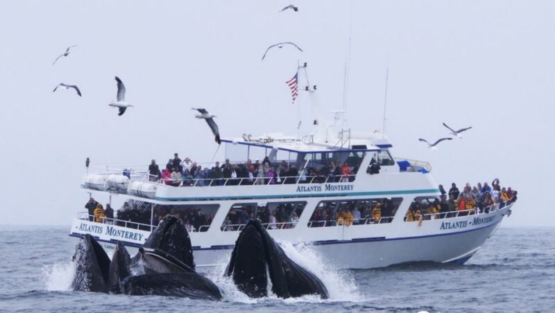 Monterey: Whale Watching Tour with A Marine Guide - What Makes the Vessels Perfect for Wildlife Viewing
